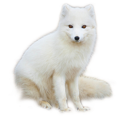 Arctic fox