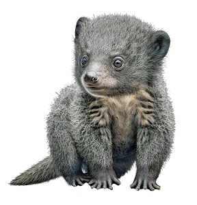 Binturong 