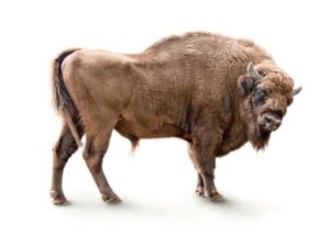 Bison