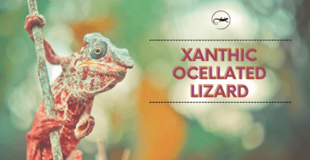 Xanthic Ocellated Lizard