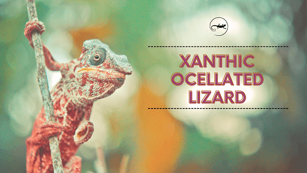 Xanthic Ocellated Lizard