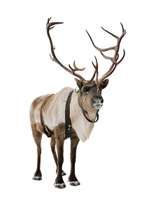 Caribou