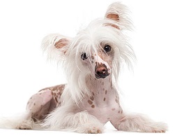 Chinese Crested Dog