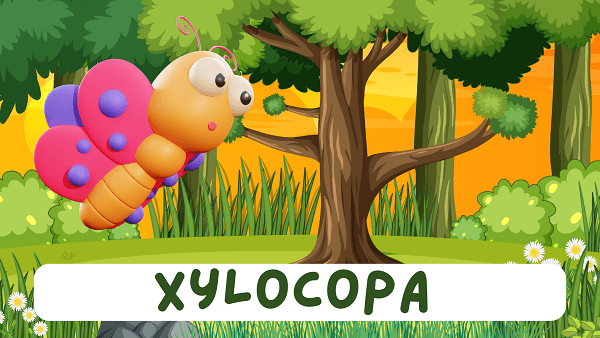 Xylocopa