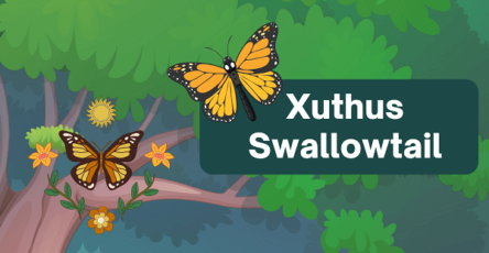 Xuthus Swallowtail