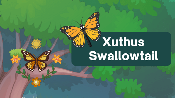 Xuthus Swallowtail