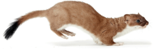 Ermine 