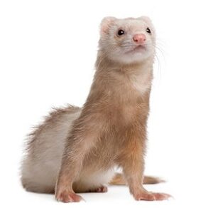 Ferret