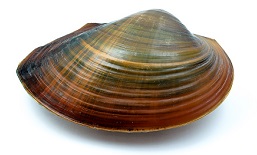 freshwater clams