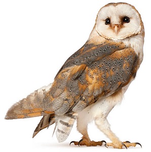 glass owl