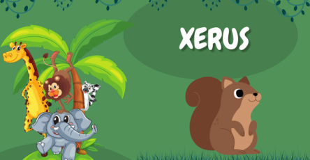 xerus