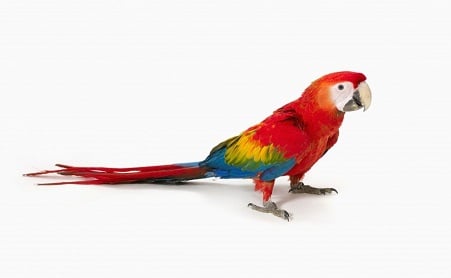 Macaw