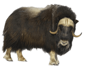 Muskox 