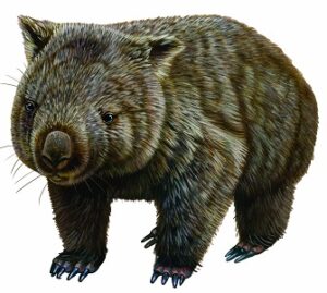 Northern hairy-nosed wombat