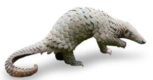 Pangolin