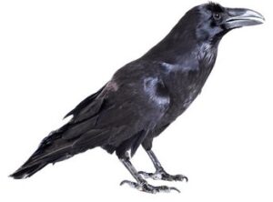 Ravens