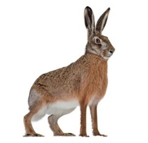 Snowshoe Hare