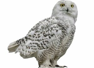 Snowy Owl