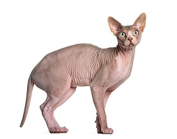 Sphynx cat