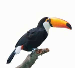 Toucan