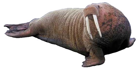 Walrus Definition | Characteristics & Facts