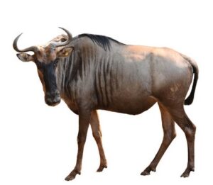 Wildebeest