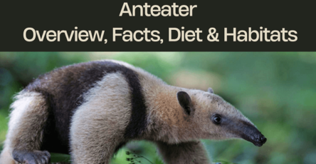 anteater