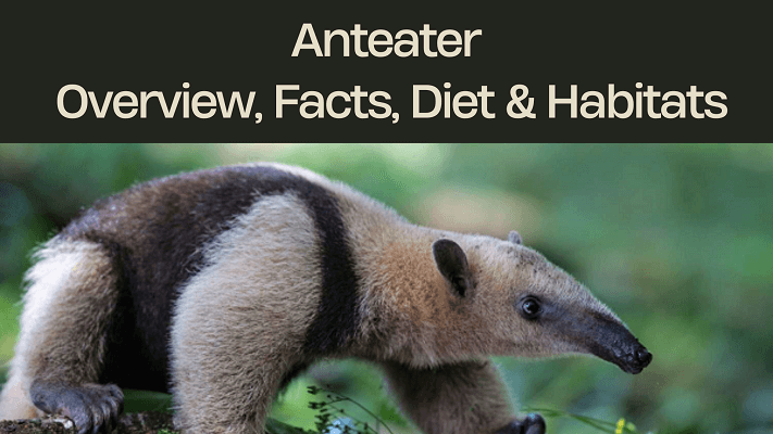 anteater