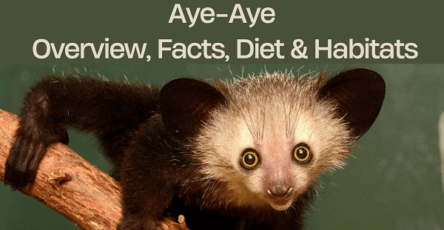 aye-aye