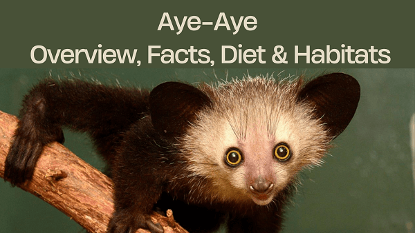 aye-aye