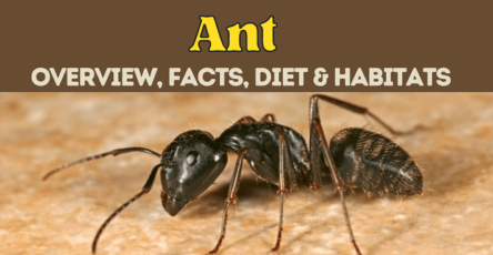 ant