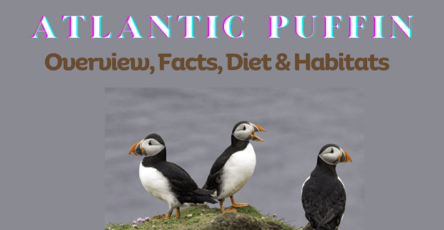 Atlantic Puffin