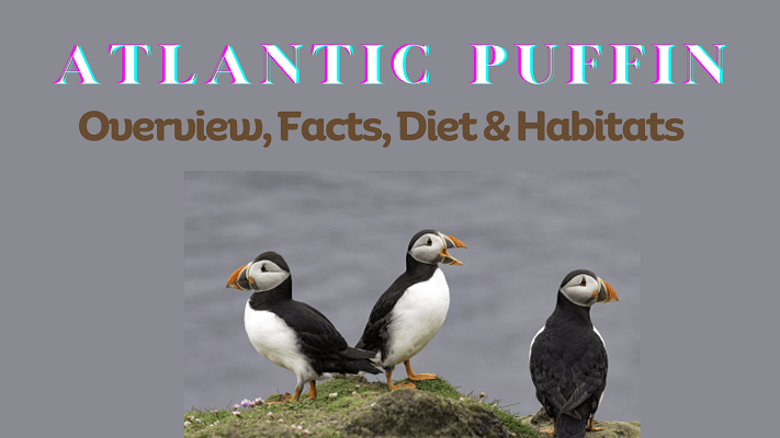 Atlantic Puffin