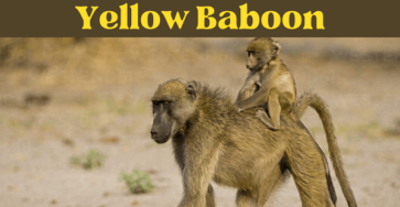 baboon