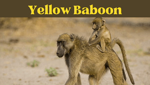 baboon