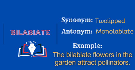 Bilabiate - Definition, Meaning, Synonyms & Antonym