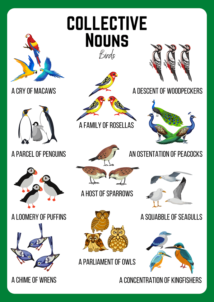 List Of Collective Nouns That Start With N