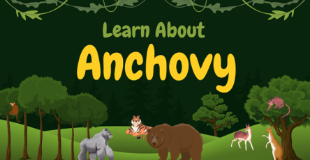 Anchovy | Facts, Diet, Habitat & Pictures