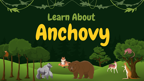 Anchovy | Facts, Diet, Habitat & Pictures