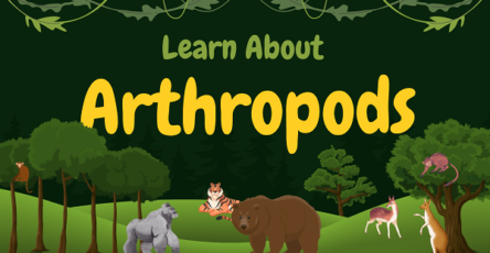 Arthropods | Facts, Diet, Habitat & Pictures