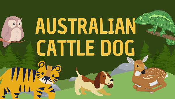 Australian Cattle Dog | Facts, Diet, Habitat & Pictures