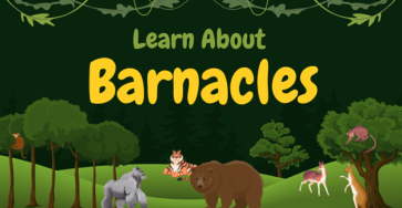 Barnacles | Facts, Diet, Habitat & Pictures