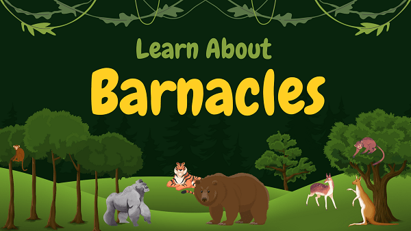 Barnacles | Facts, Diet, Habitat & Pictures