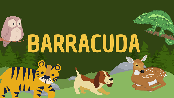 Barracuda | Facts, Diet, Habitat & Pictures