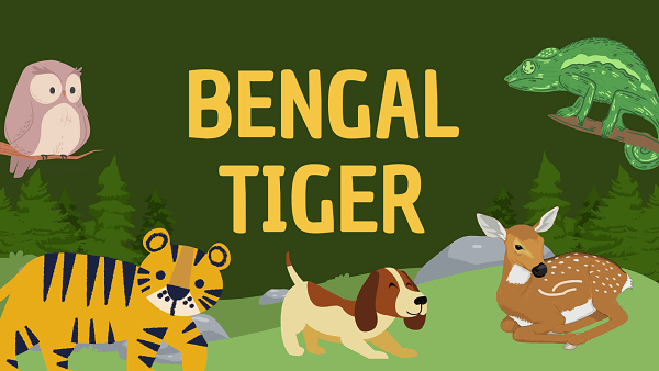 Bengal Tiger | Facts, Diet, Habitat & Pictures