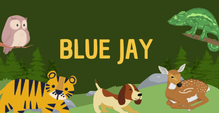 Blue Jay | Facts, Diet, Habitat & Pictures