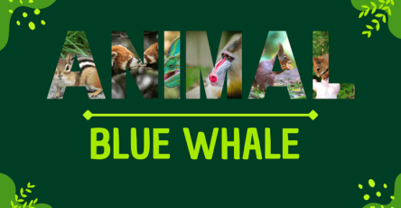 Blue Whale | Facts, Diet, Habitat & Pictures