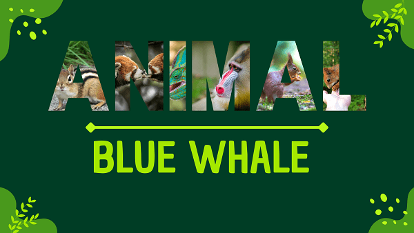 Blue Whale | Facts, Diet, Habitat & Pictures