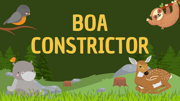 Boa Constrictor | Facts, Diet, Habitat & Pictures