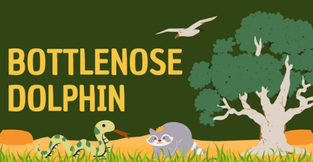Bottlenose Dolphin | Facts, Diet, Habitat & Pictures